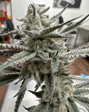 Solfire Gardens Giggle Gas Feminized Seeds