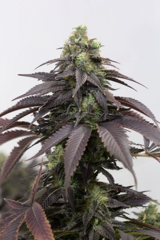 707 Headband - feminizovaná semienka 3ks Humboldt