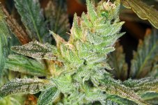 Kaliman Seeds Nitro Express feminizované semená