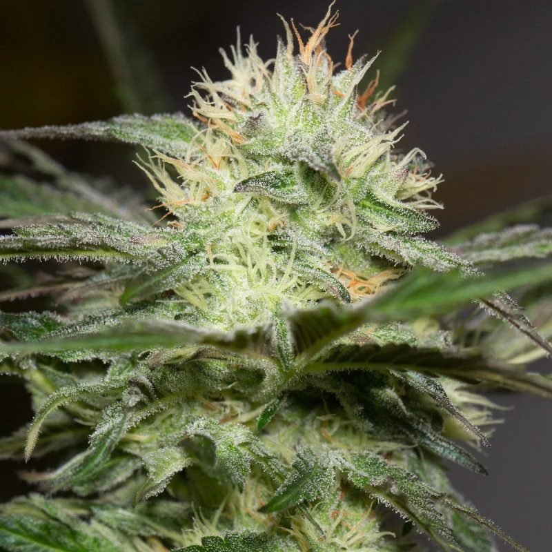 Lemon Sorbet - feminizované semená 10ks, Silent Seeds