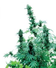 Early Skunk - reguläre Samen 10 Stück Sensi Seeds