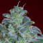 Magic Bud 3 ks, feminizované semená Paradise Seeds