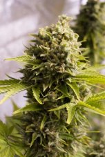 Bubba Cheese Auto - fem. And self-sacrificial seeds of Humboldt 5pcs