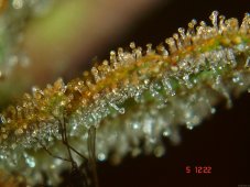 Black Domina - reguläre Samen 10 Stück Sensi Seeds