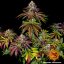 Mimosa EVO - feminizovaná semena marihuany 10 ks Barney´s Farm