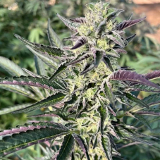 Big Mike's Genetics Black Cherry SOAP feminizované semená, 3 ks