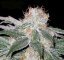 White Widow - feminized cannabis seeds 10 pcs, Seedsman