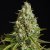 Amnesia Lemon - semințe feminizate 10pcs, Silent Seeds