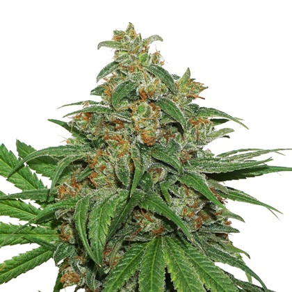 AK420 samonakvétací semena 3 ks Seedstockers
