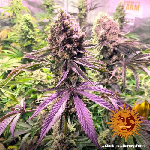Glookies - feminisierte Marihuana-Samen 5 Stück Barney's Farm