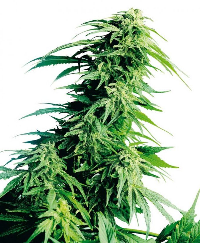 Hindu Kush - семена 10 бр. стандартизирани семена Sensi