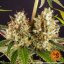 Strawberry Lemonade - feminizovaná semená marihuany 5 ks Barney´s Farm