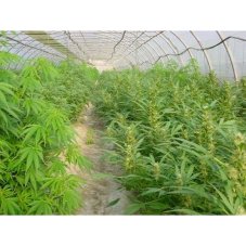 Early Queen x Afghan Haze - reguläre Samen 18 Stück Mr. Nice