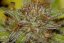 Peyote Wi-fi - feminisierte Cannabis-Samen 5Stck, Seedsman