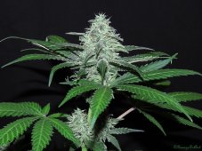 Ripper Seeds Sideral Feminized Seeds