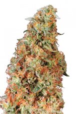 Power Plant - Standardized Seeds 10 pcs Dutch Passion