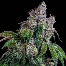 Ethos Genetics Shawty R1 feminisierte Samen