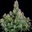 Forbidden Runtz Auto - Autoflowering Marihuana Samen 3 Stück Fast Buds