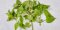 Nettles and Hemp: Are They Beneficial for Hemp?