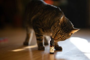 CBD für Katzen: Ist es sicher und welche Dosis sollte man wählen?