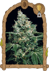 Sir Jack - feminisierte Samen, 10 Stück, Exotic Seed
