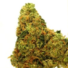 Emerald Triangle Sour Lemon OG feminizovaná semena