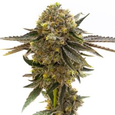 Blimburn Seeds Maracuja feminizovaná semena