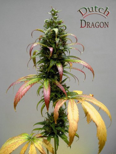 Dutch Dragon - 3 ks feminizovaná semínka Paradise Seeds