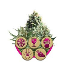 Indoor Mix - feminizované semienka 3ks Royal Queen Seeds