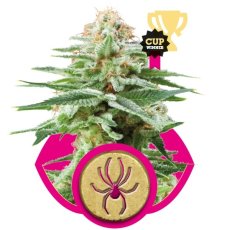 White Widow - Feminized Seeds 3 pcs Royal Queen Seeds