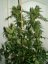 Amnesia Haze 10 ks (Indoor), regulárny semená Hy-Pro