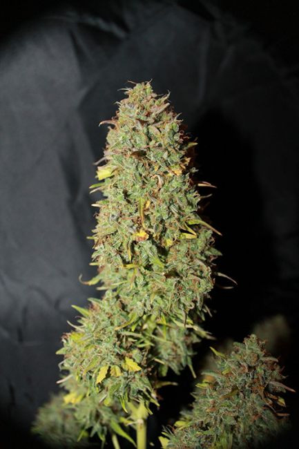 White Widow fast version - feminizovaná semena konopí 3ks, Seedsman