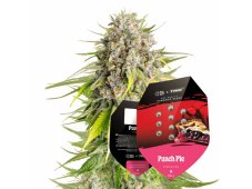 Punch Pie - feminized 5pcs Royal Queen Seeds x Mike Tyson