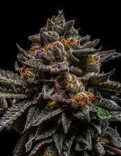 Ripper Seeds Braincake feminizované semeno