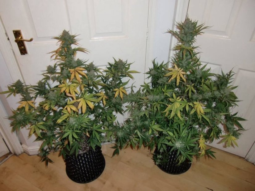 AutoWhite Widow®- samonakvétacie semienka 7 ks Dutch Passion