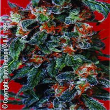 Orange Bud - feminized seeds 10 pcs Dutch Passion