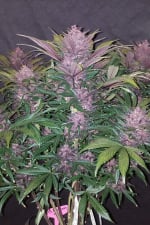 Blackberry Auto Feminizowane Nasiona - 3