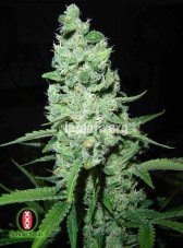 AK-47 100% - feminisierte Samen 6 Stück Serious Seeds