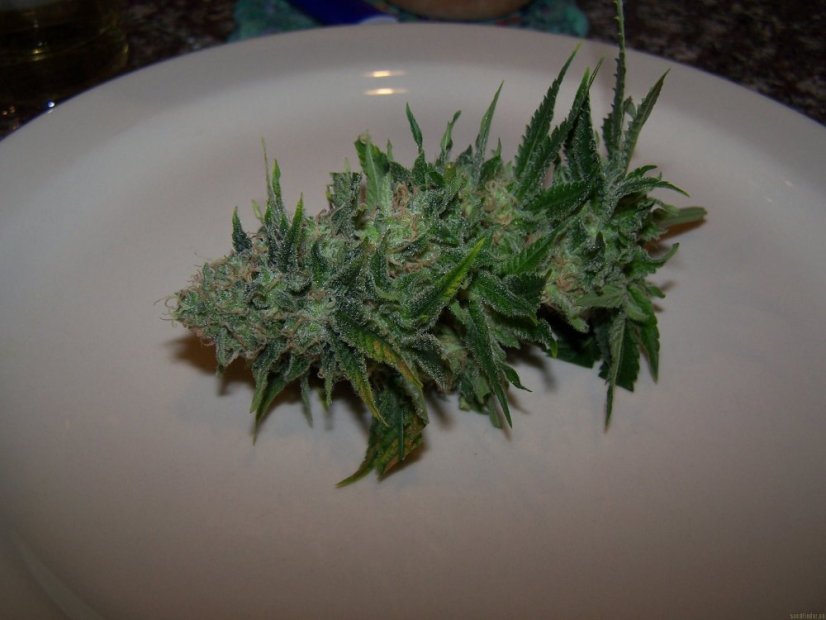 Green Poison – feminizovaná semínka 3ks Sweet Seeds