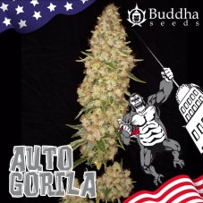 Buddha Gorilla Auto, 3 sztuki, Buddha Seeds