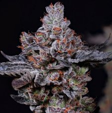 Ethos Genetics Mookie B R1 Feminized Seeds