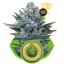 Northern Light Automatic - samokvitnúce semienka 5 ks Royal Queen Seeds