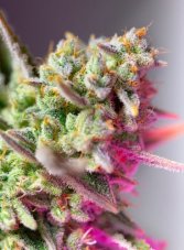 Sweet Mimosa XL Auto - feminizovaná semienka 3 ks  Sweet Seeds
