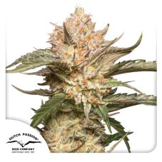 Trichome & Cream autoflower - feminized seeds 7 pcs Dutch Passion