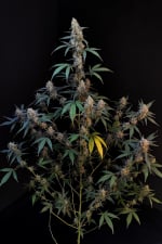 Original BubbleGum Auto Feminizowane Nasiona - 10