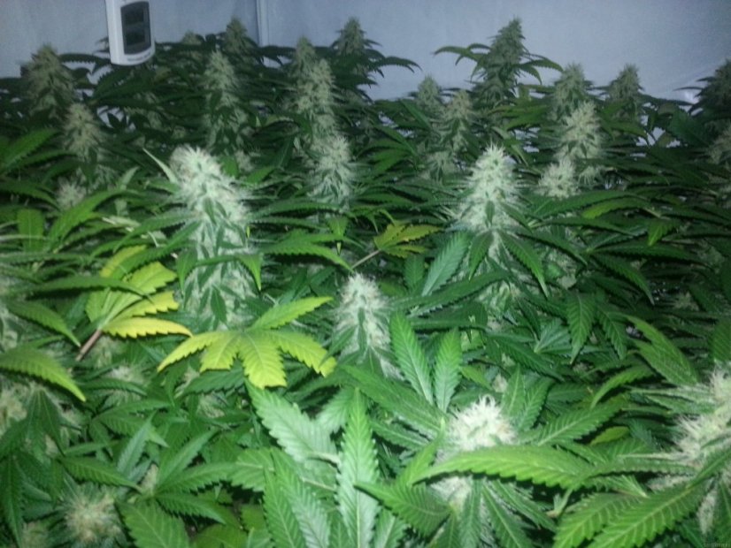 Shiva Skunk - semínka 10 ks standardizovaná Sensi Seeds