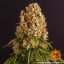 Orange Sherbert - feminizované semená marihuany 10 ks Barney´s Farm