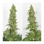Skywalker Haze Feminizovaná Semínka - 3