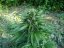 Cream Mandarine Auto - feminizovaná a samonakvétací semínka 5ks Sweet Seeds