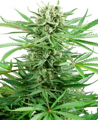 Papi Chulo OG - feminized cannabis seeds 5 pcs, Sensi Seeds
